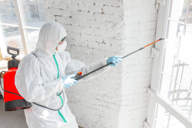 Trusted Ridgemark, CA Mold Removal Experts